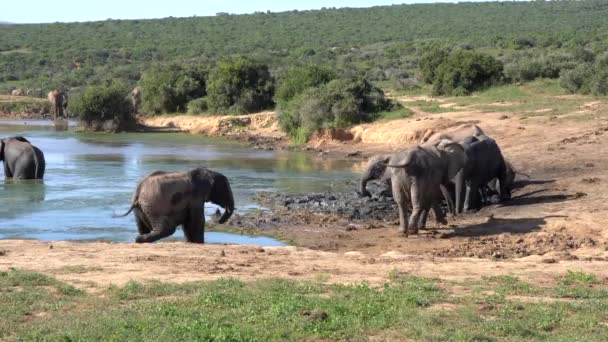 Filler Içinde Kruger National Park Güney Afrika — Stok video