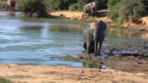 Elefanter Badar Damm Kruger National Park Sydafrika — Stockvideo