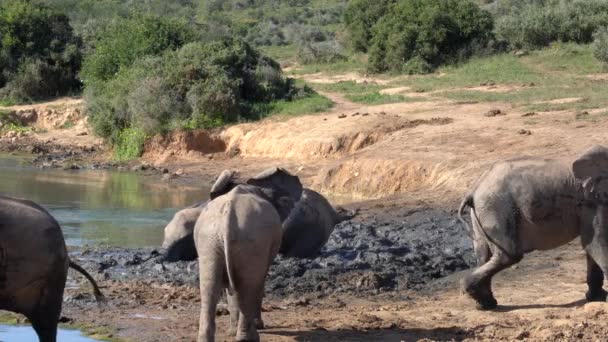 Olifanten Het Kruger Nationaal Park Zuid Afrika — Stockvideo