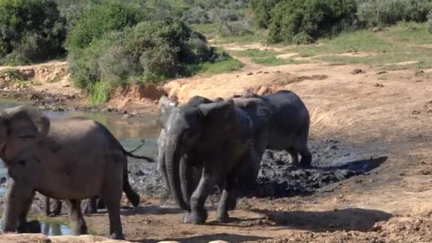 Слоны Национальном Парке Крюгера Юар — стоковое видео