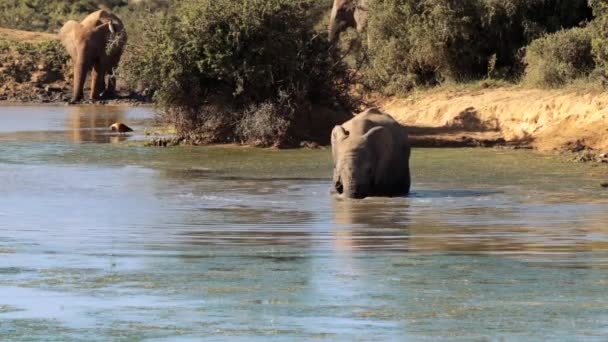 象は南アフリカのクルーガー国立公園の池で風呂に入る — ストック動画