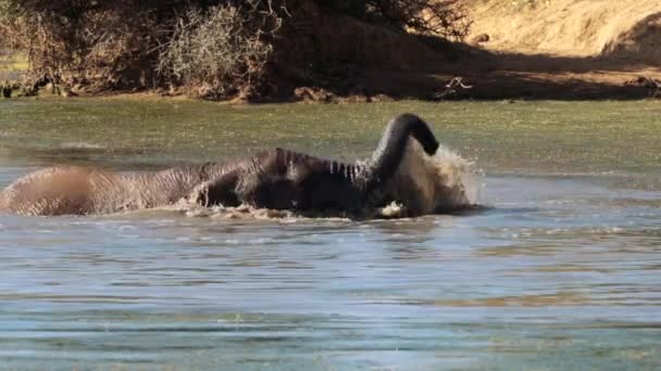 Elefanten Baden Einem Teich Kruger Nationalpark Südafrika — Stockvideo