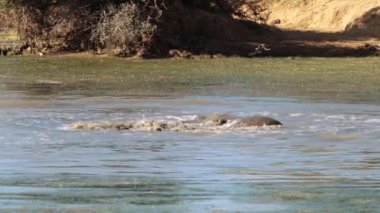 Filler Güney Afrika 'daki Kruger Ulusal Parkı' nda bir gölette yıkanırlar.