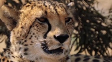 Güney Afrika 'daki Kgalagadi Transfrontier Parkı' nda bir av aramak için çitanın yakınına.