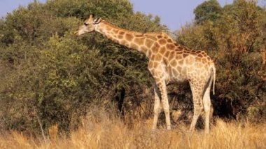 Güney Afrika 'daki Kruger Ulusal Parkı' nda çalıların yapraklarını yiyen zürafa.