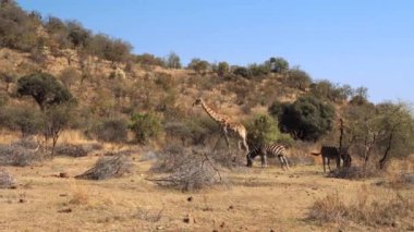 Güney Afrika 'daki Kruger Ulusal Parkı' nda çalıların yapraklarını yiyen zürafa.