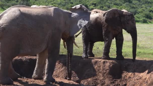 Elefantes Parque Nacional Kruger África Sul — Vídeo de Stock