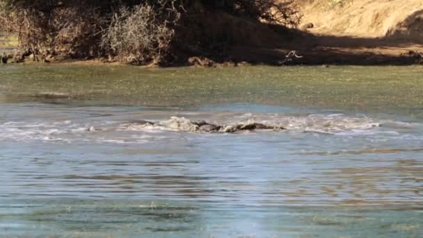 Olifanten Nemen Een Bad Een Vijver Het Kruger National Park — Stockvideo