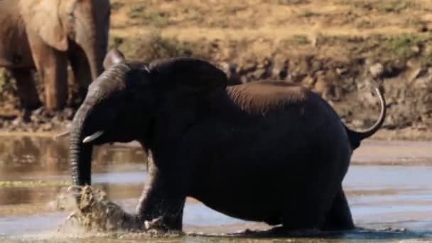 Elefantes Tomar Banho Uma Lagoa Parque Nacional Kruger África Sul — Vídeo de Stock