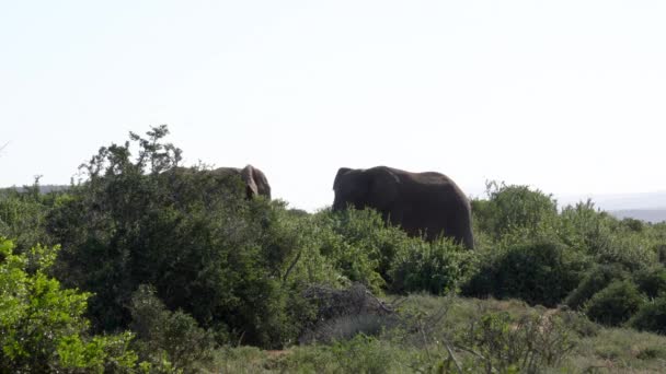 Elefanti Che Accarezzano Nel Parco Nazionale Kruger Sud Africa — Video Stock