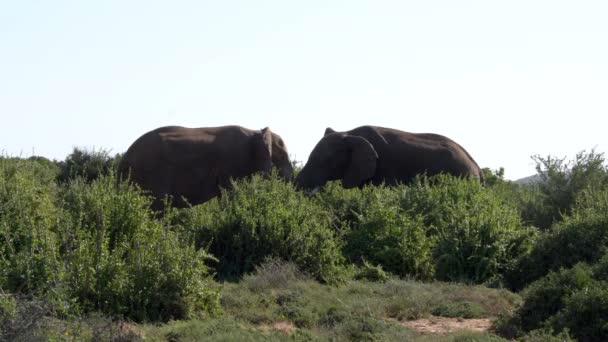 Olifanten Strelen Elkaar Het Kruger National Park Zuid Afrika — Stockvideo