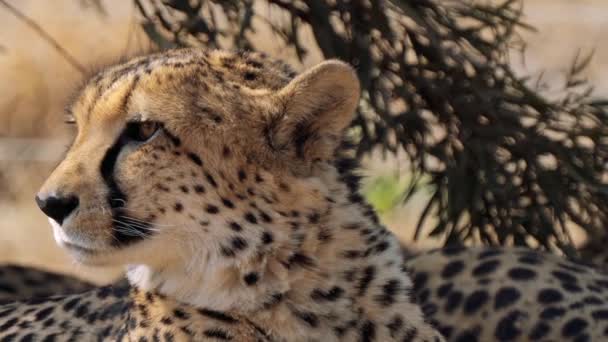 Primer Plano Guepardo Busca Una Presa Kgalagadi Transfrontier Park Sudáfrica — Vídeos de Stock