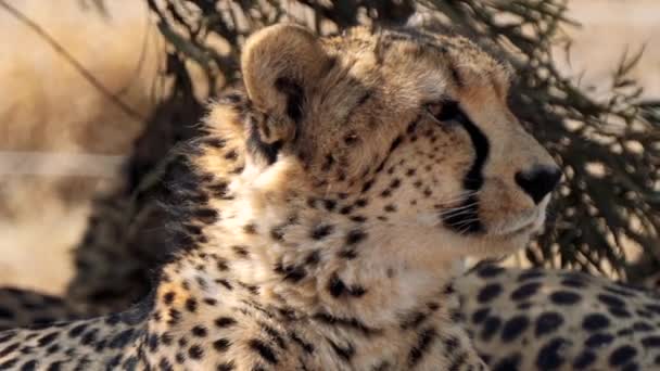 Close Van Cheeta Zoek Naar Een Prooi Kgalagadi Transfrontier Park — Stockvideo