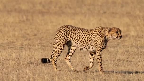Cheetah Jacht Naar Een Prooi Het Kgalagadi Transfrontier Park Zuid — Stockvideo