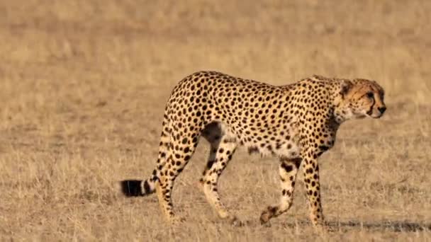 Çita Güney Afrika Daki Kgalagadi Transfrontier Parkı Nda Arıyor — Stok video