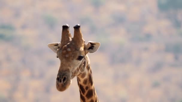 南アフリカのクルーガー国立公園の茂みの葉を食べるキリンのクローズアップ — ストック動画