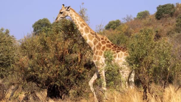 Жираф Ест Листья Кустов Национальном Парке Крюгер Юар — стоковое видео