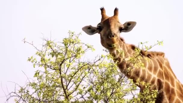 南非克鲁格国家公园的长颈鹿正在吃灌木丛中的叶子 — 图库视频影像