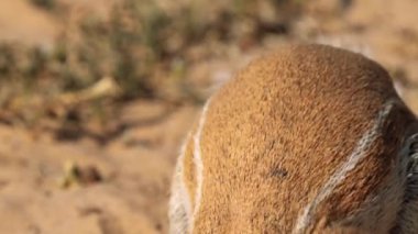 Güney Afrika 'daki Kgalagadi Sınır Aşan Parkı' nda yiyecek arayan bir sincap olan Xeri 'ye yaklaş.