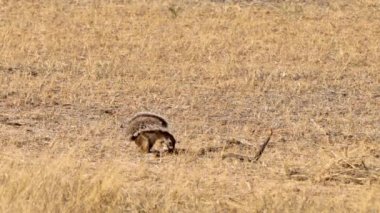 Güney Afrika 'daki Kgalagadi Sınır Aşan Parkı' nda yiyecek arayan bir sincap olan Xeri 'ye yaklaş.