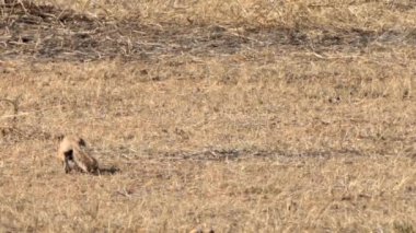 Xeri, yer sincabı, Güney Afrika 'daki Kgalagadi Sınır Aşan Parkı' nda yiyecek arıyor.