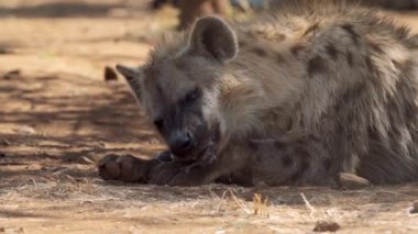 Kahverengi sırtlan (Hyaena brunnea) Güney Afrika 'daki Kgalagadi Transfrontier Parkı' nda aslan leşi yiyor.