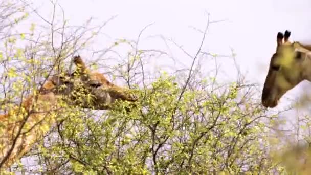 南アフリカのクルーガー国立公園の茂みの葉を食べるキリン — ストック動画