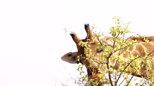 Giraff Äter Bladen Buskarna Kruger National Park Sydafrika — Stockvideo