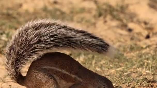 Zbliżenie Xeri Wiewiórki Gruntowej Szukającej Pożywienia Parku Transgranicznym Kgalagadi Rpa — Wideo stockowe