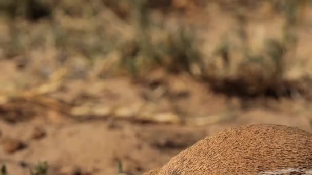Nahaufnahme Eines Xeri Des Ziesel Eichhörnchens Auf Nahrungssuche Kgalagadi Transfrontier — Stockvideo