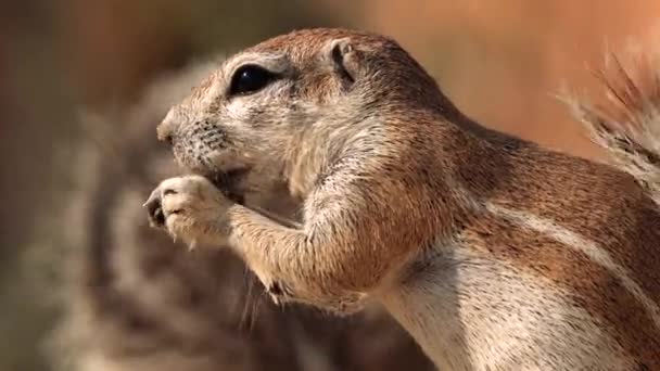 Close Xeri Esquilo Terra Procura Comida Parque Transfronteiriço Kgalagadi África — Vídeo de Stock