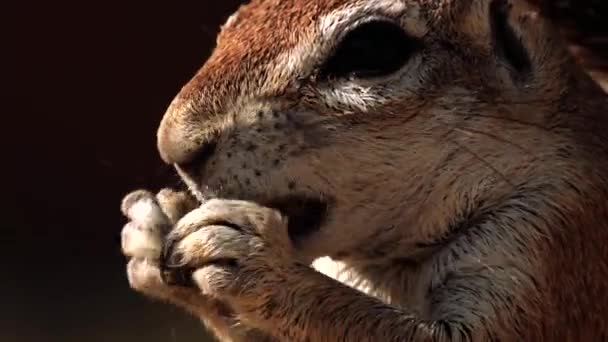 在南非Kgalagadi跨国界公园 靠近一只名叫Xeri的地面松鼠 正在寻找食物 — 图库视频影像