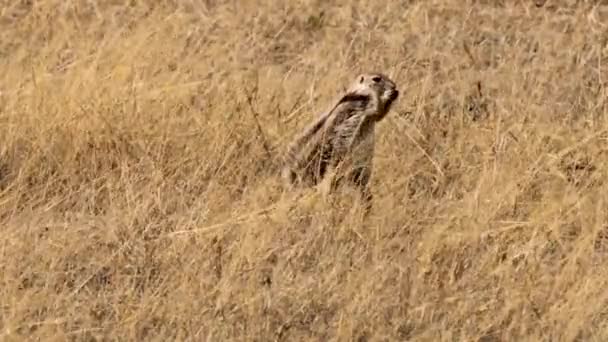 Xeri Esquilo Terrestre Procura Comida Parque Transfronteiriço Kgalagadi África Sul — Vídeo de Stock