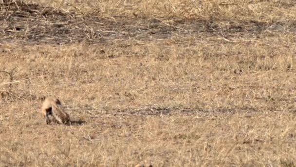 Xeri Pozemní Veverka Hledající Potravu Kgalagadi Přeshraničním Parku Jižní Afrika — Stock video