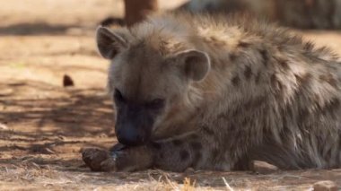 Kahverengi sırtlan (Hyaena brunnea) Güney Afrika 'daki Kgalagadi Transfrontier Parkı' nda aslan leşi yiyor.
