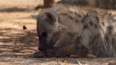 Kahverengi sırtlan (Hyaena brunnea) Güney Afrika 'daki Kgalagadi Transfrontier Parkı' nda aslan leşi yiyor.