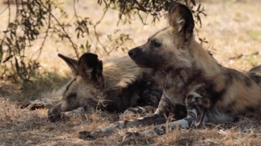 Kahverengi sırtlan (Hyaena brunnea) Güney Afrika 'daki Kgalagadi Transfrontier Parkı' nda bir av arıyor.