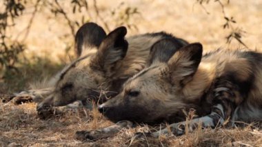 Kahverengi sırtlan (Hyaena brunnea) Güney Afrika 'daki Kgalagadi Transfrontier Parkı' nda bir av arıyor.