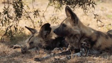 Kahverengi sırtlan (Hyaena brunnea) Güney Afrika 'daki Kgalagadi Transfrontier Parkı' nda bir av arıyor.