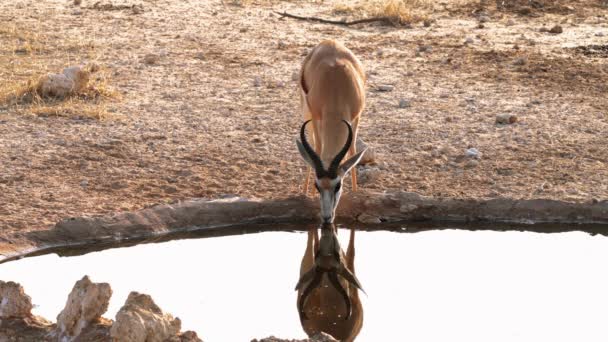 Impala Rooibok Aepyceros Melampus Антилопы Среднего Размера Трансграничном Парке Кгалагади — стоковое видео