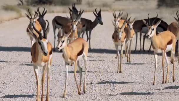 Impala Rooibok Aepyceros Melampus Антилопы Среднего Размера Трансграничном Парке Кгалагади — стоковое видео