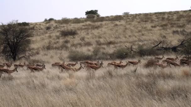Impala Rooibok Aepyceros Melampus Antilope Medie Dimensioni Nel Kgalagadi Transborder — Video Stock