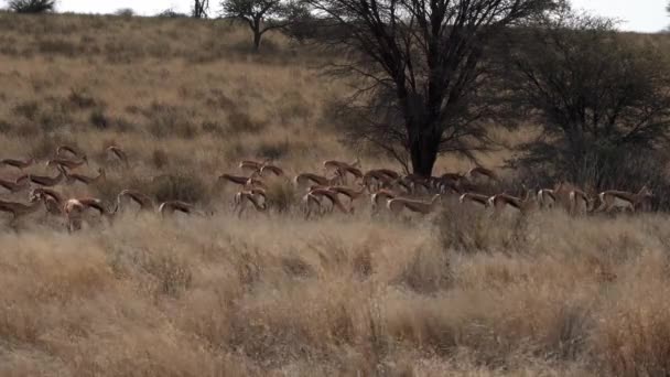 Impala Rooibok Aepyceros Melampus Een Middelgrote Antilope Kgalagadi Transfrontier Park — Stockvideo