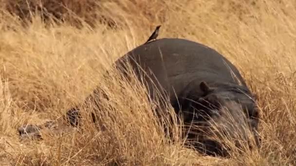 Pájaro Carpintero Ayudando Hipopótamo Mediante Eliminación Parásitos Como Garrapatas Parque — Vídeos de Stock