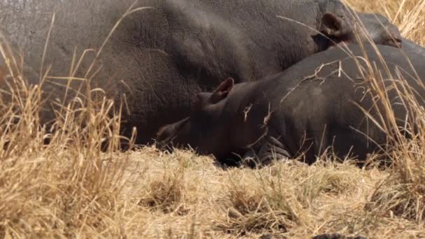 クルーガー国立公園 南アフリカ共和国にヒッポス — ストック動画
