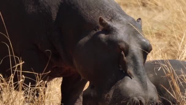 Pájaro Carpintero Ayudando Hipopótamo Mediante Eliminación Parásitos Como Garrapatas Parque — Vídeos de Stock