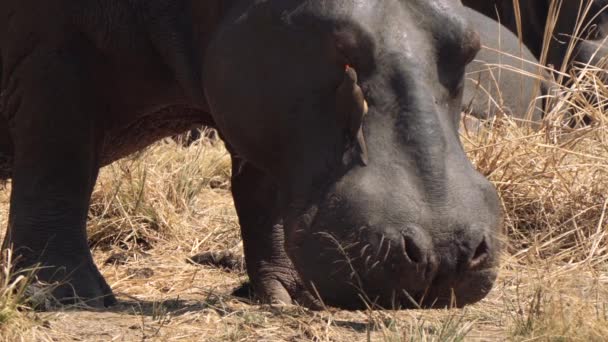 Vogels Oxpeckers Helpen Hippo Door Het Verwijderen Van Parasieten Zoals — Stockvideo