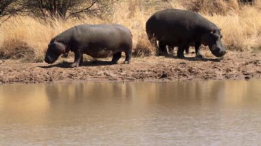 Kruger Ulusal Parkı 'ndaki su aygırları, Güney Afrika