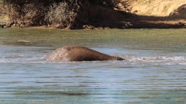 Gajah Mandi Kolam Taman Nasional Kruger Afrika Selatan — Stok Video