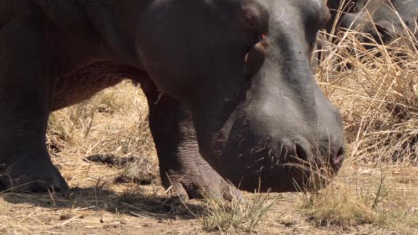 Bécasses Oiseaux Aidant Hippopotame Éliminant Les Parasites Comme Les Tiques — Video